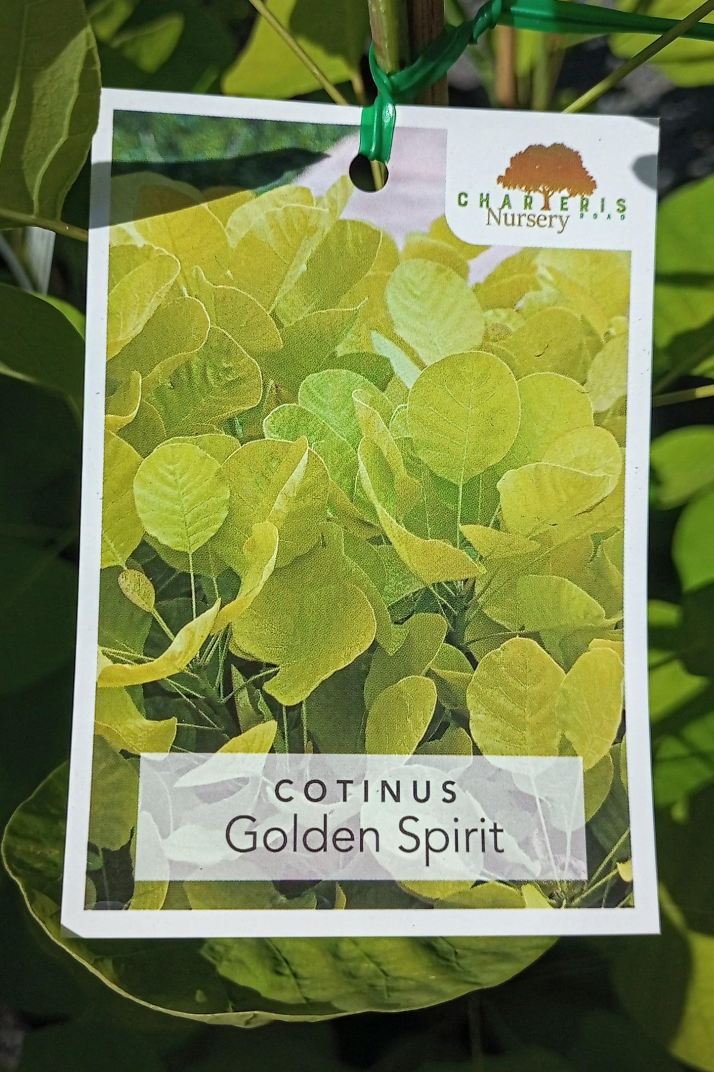 COTINUS GOLDEN SPIRIT 140MM