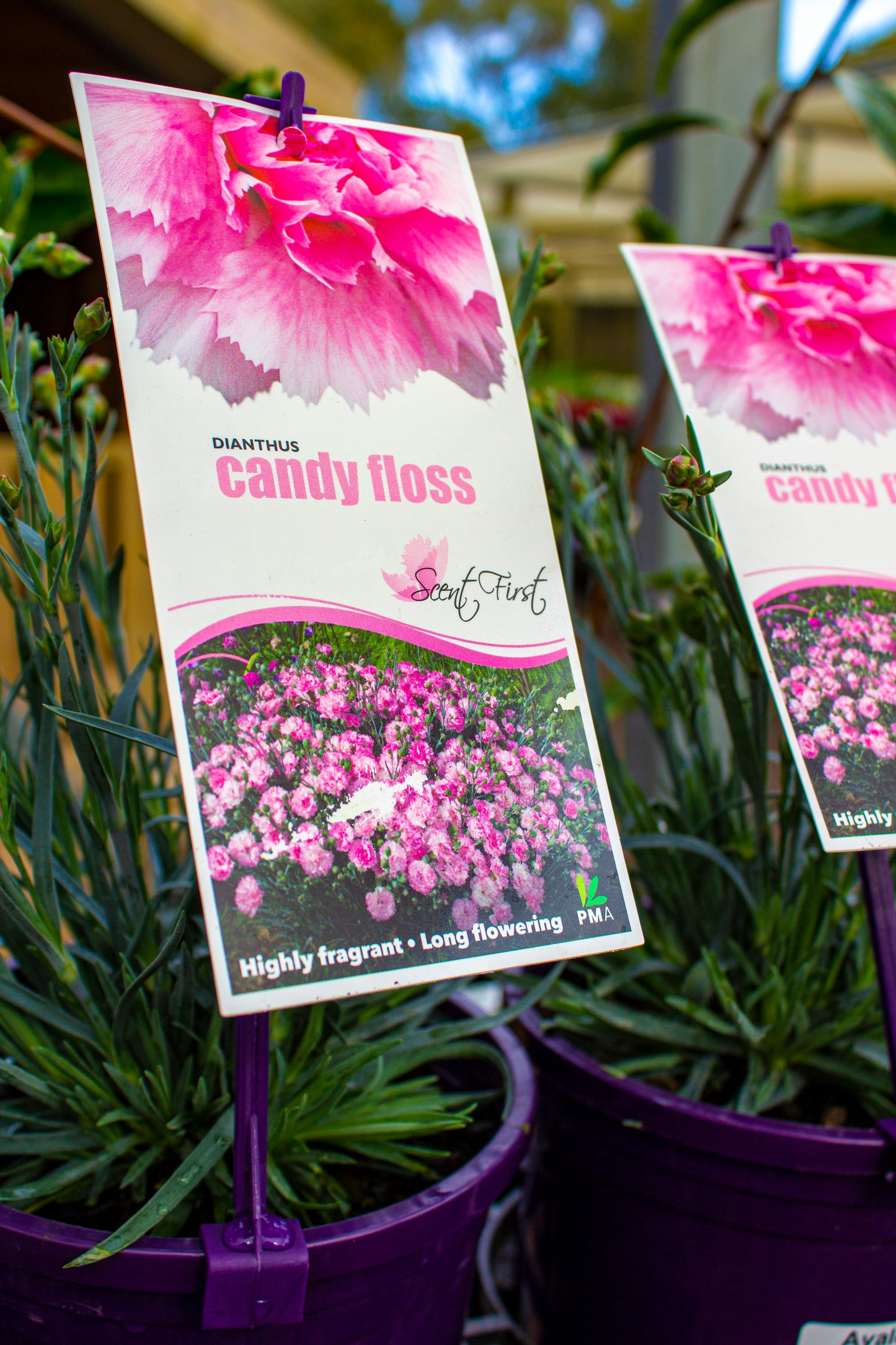 DIANTHUS CANDY FLOSS 140MM