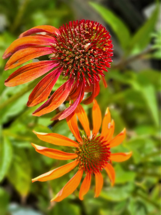 ECHINACEA CHEYENNE SPIRIT 140MM