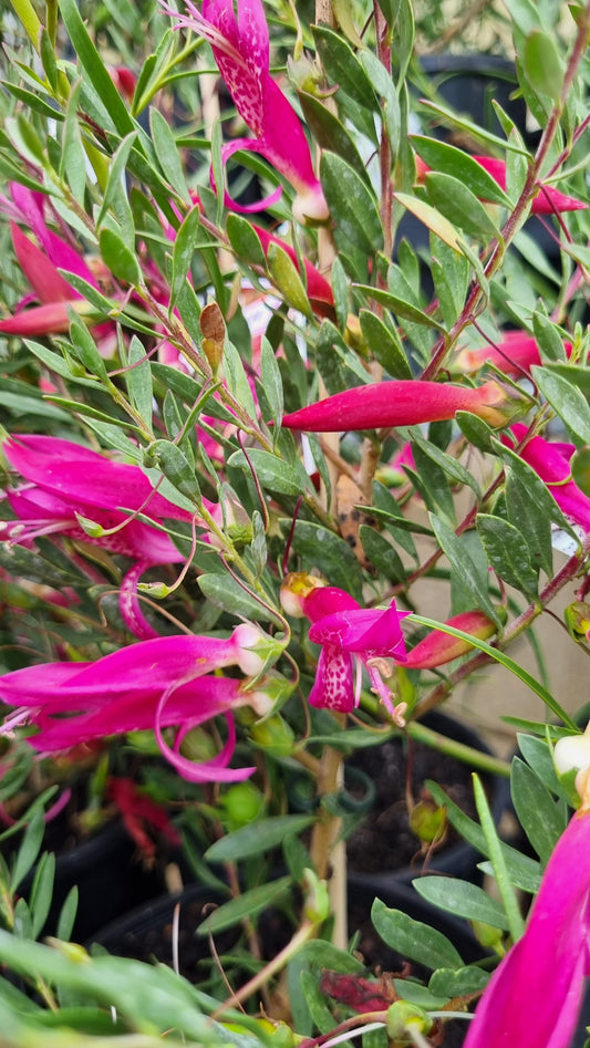 EREMOPHILA MACULATA MAGIC BLUSH 140MM