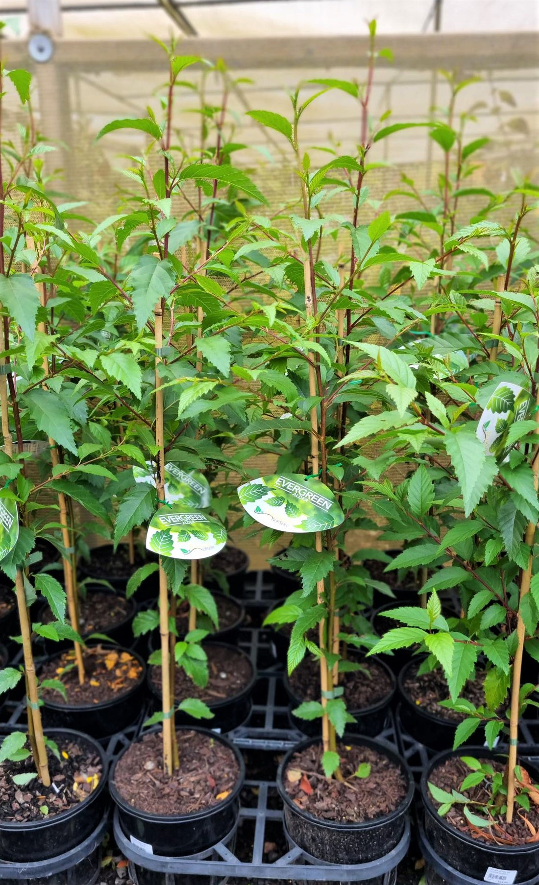 EVERGREEN ALDER 200MM Avalon Nursery