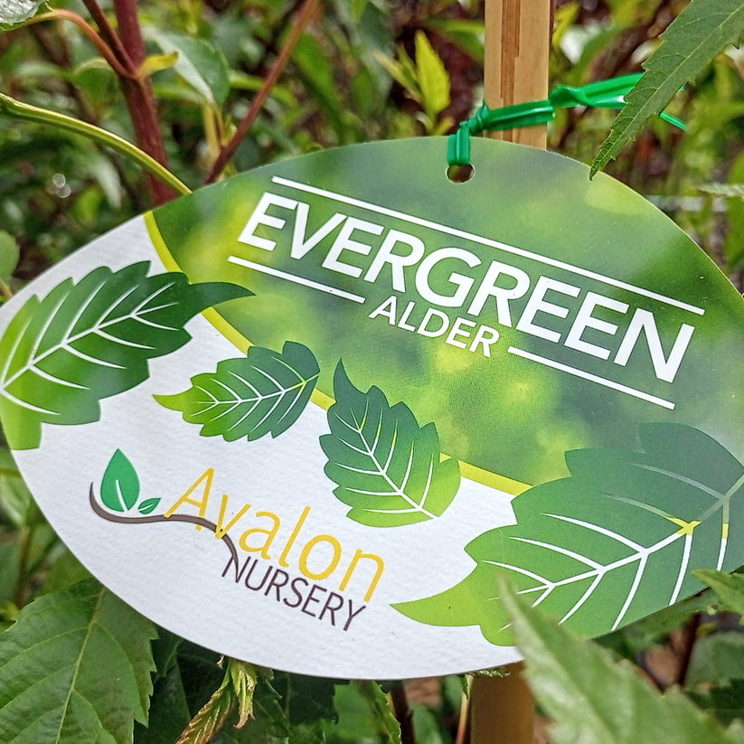 EVERGREEN ALDER ALNUS JORULLENSIS 250MM Avalon Nursery