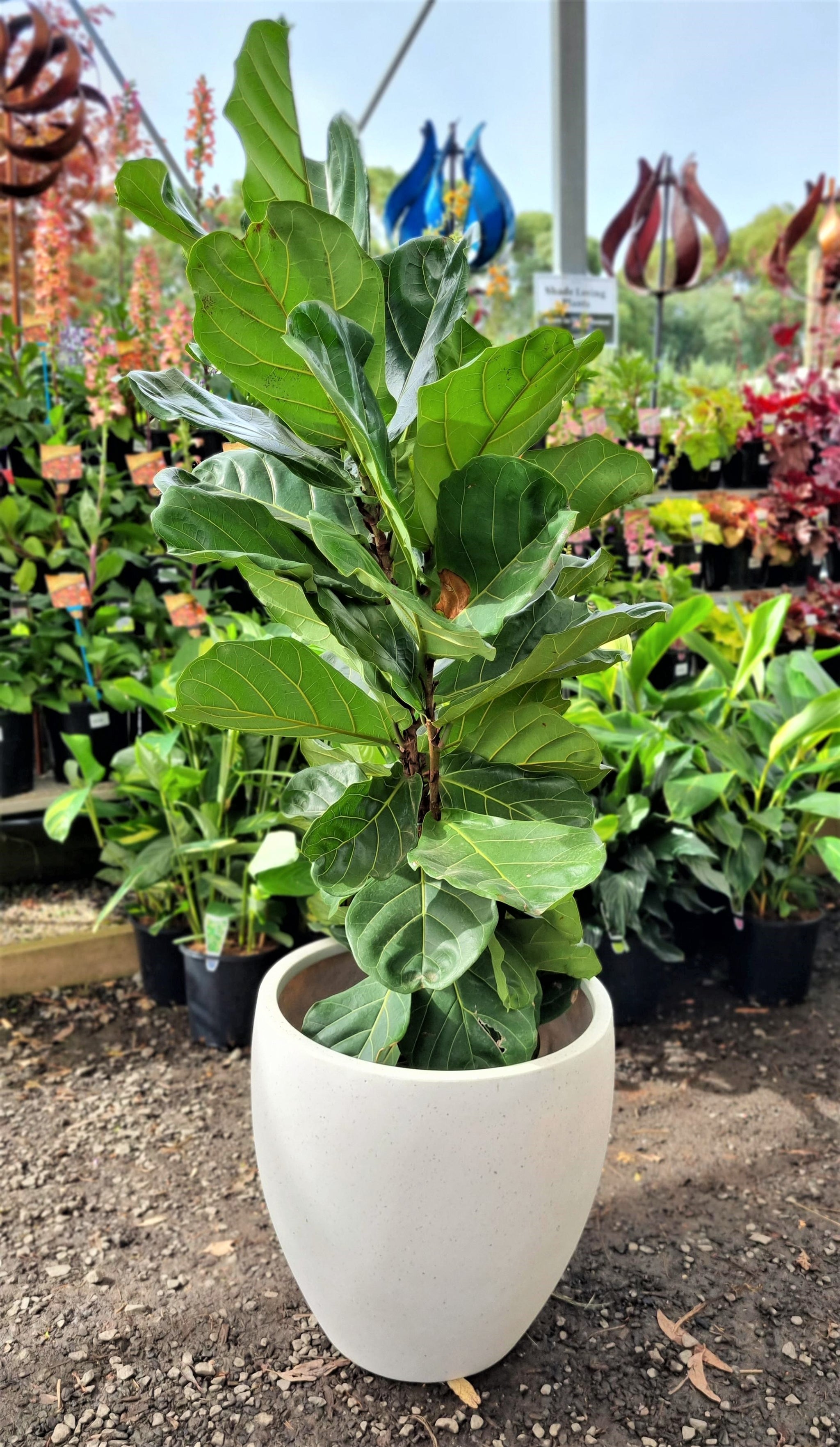 FICUS LYRATA FIDDLE LEAF FIG 300MM Avalon Nursery