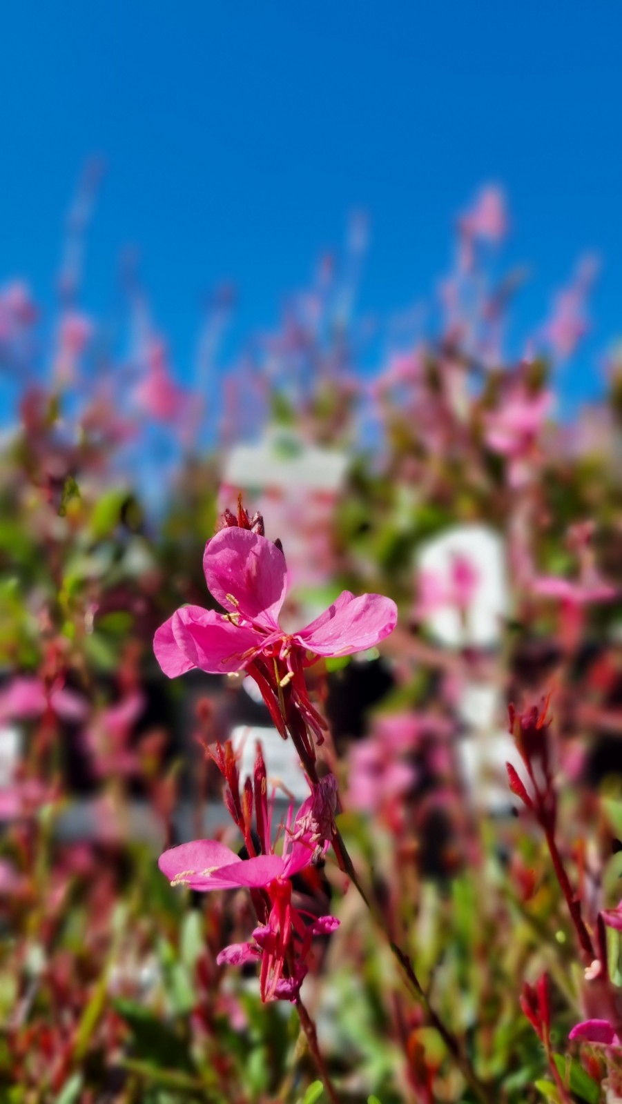 GAURA BABY BUTTERFLIES ROSE 140MM