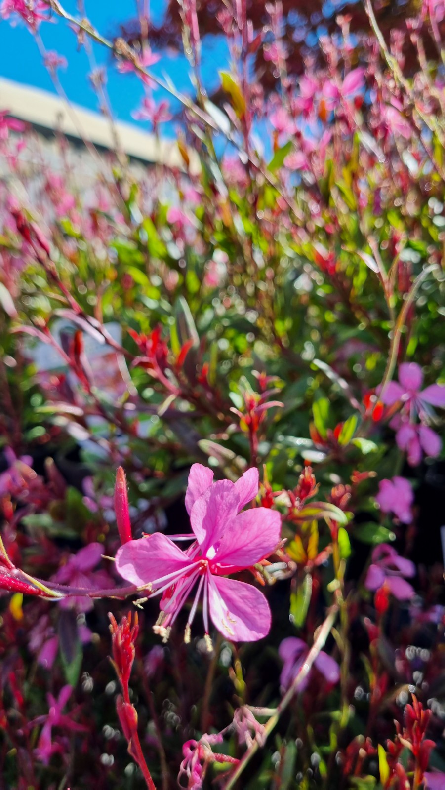 GAURA BABY BUTTERFLIES ROSE 140MM
