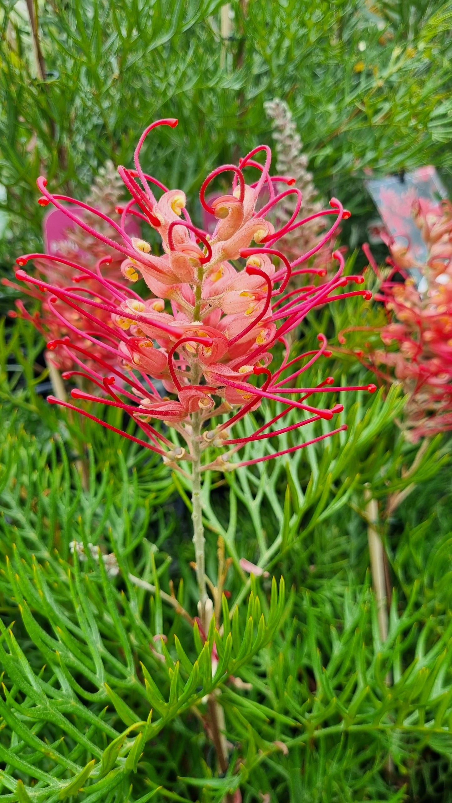 GREVILLEA PINK PROFUSION 140MM