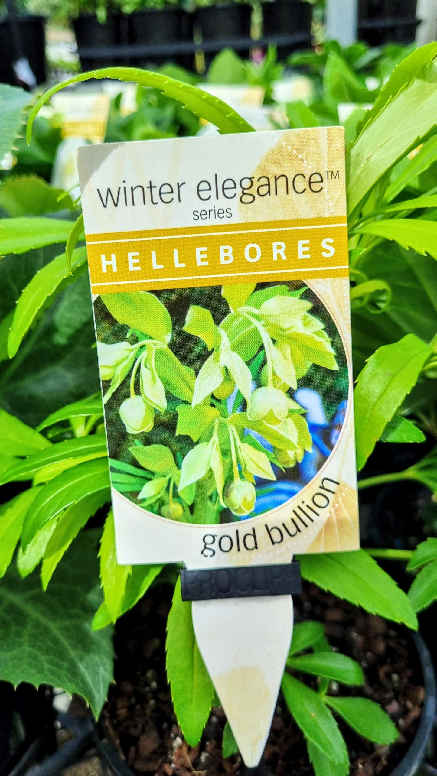 HELLEBORE FOETIDUS GOLD BULLION 140MM