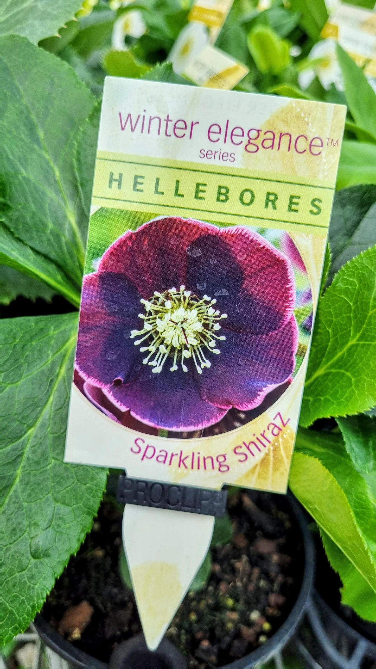 HELLEBORE SPARKLING SHIRAZ 140MM