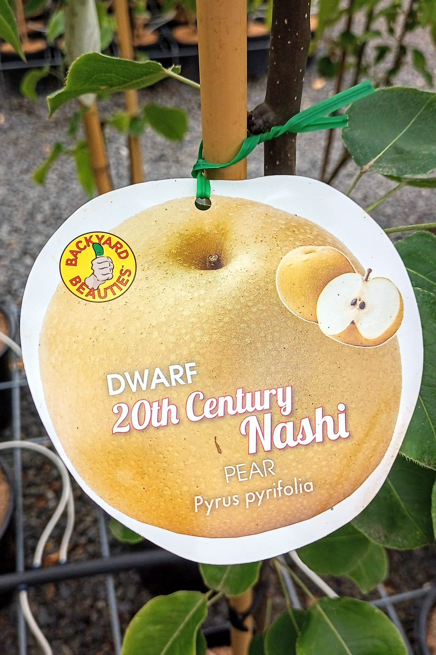 DWARF PEAR 20TH CENTURY NASHI 250MM