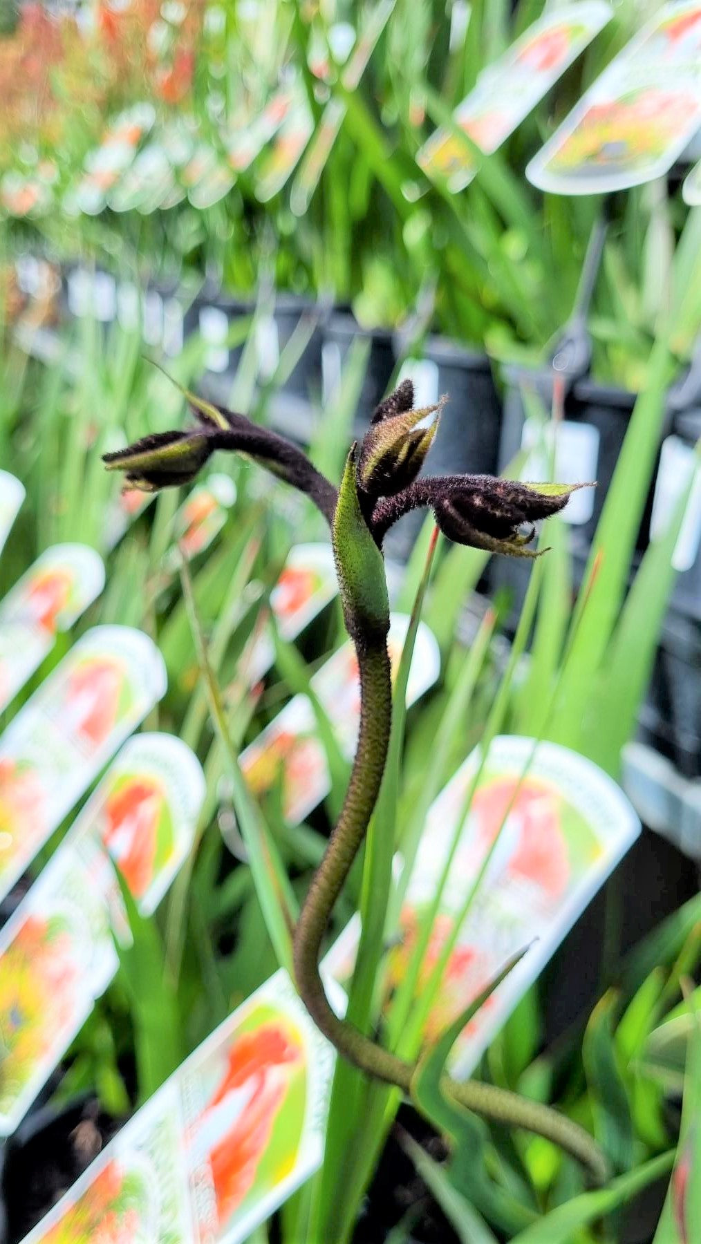 MACROPODIA BLACK KANGAROO PAW 140MM