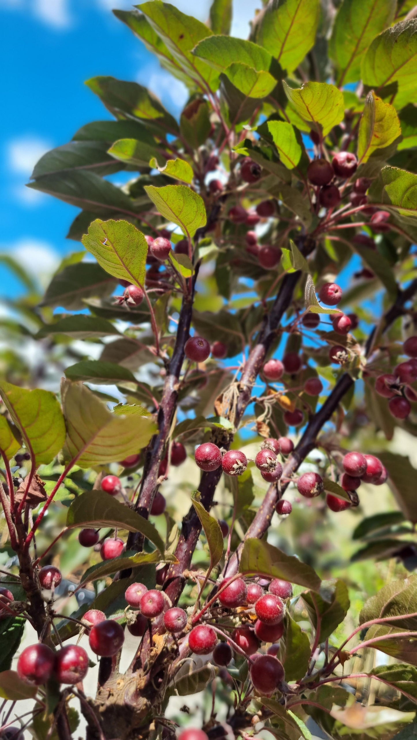 MALUS RASPBERRY SPEAR CRAB APPLE POTTED 250MM