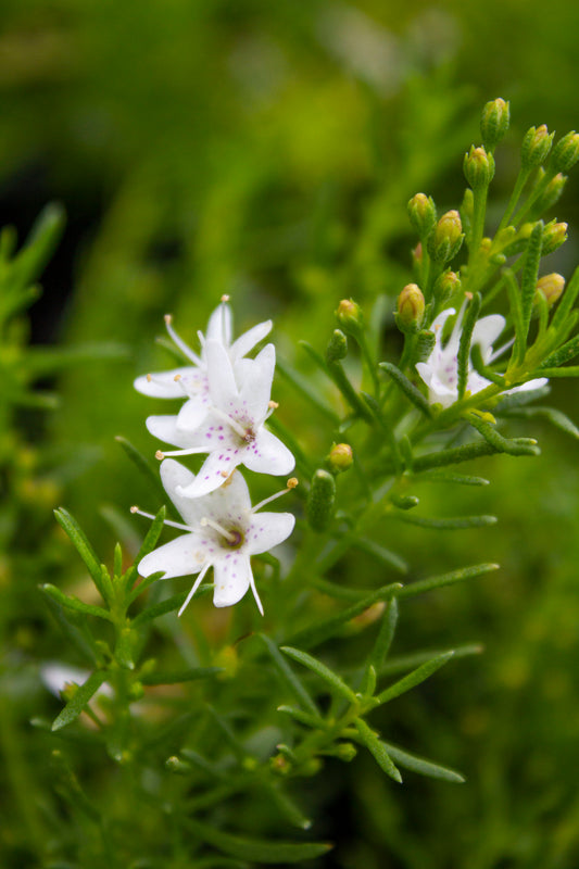 MYOPORUM PARVIFOLIUM FINE LEAF WHITE 140MM