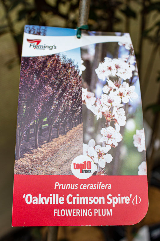 FLOWERING PLUM PRUNUS CERASIFFERA OAKVILLE CRIMSON SPIRE 330MM