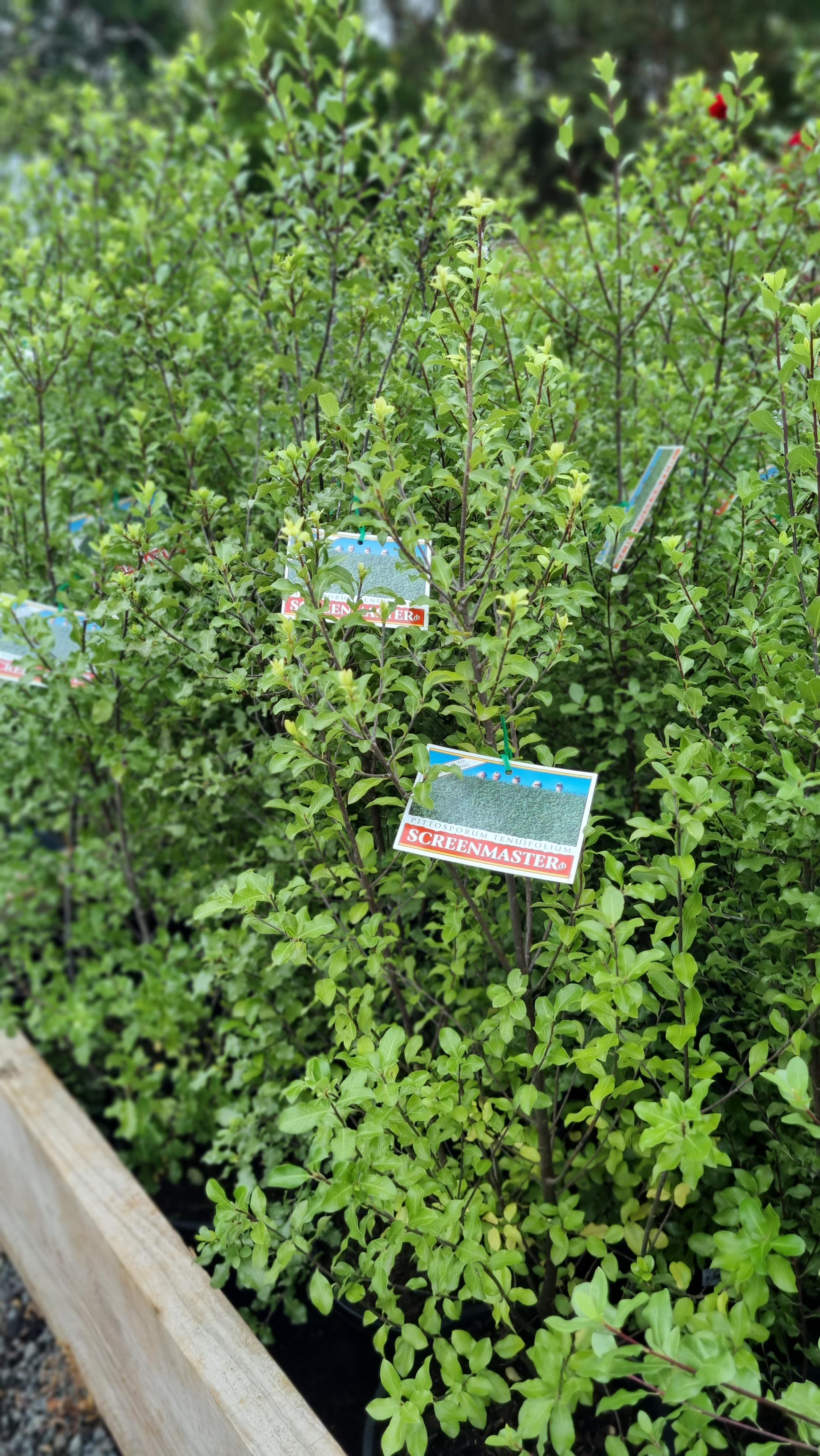 Avalon Nursery // Ornamentals – tagged 