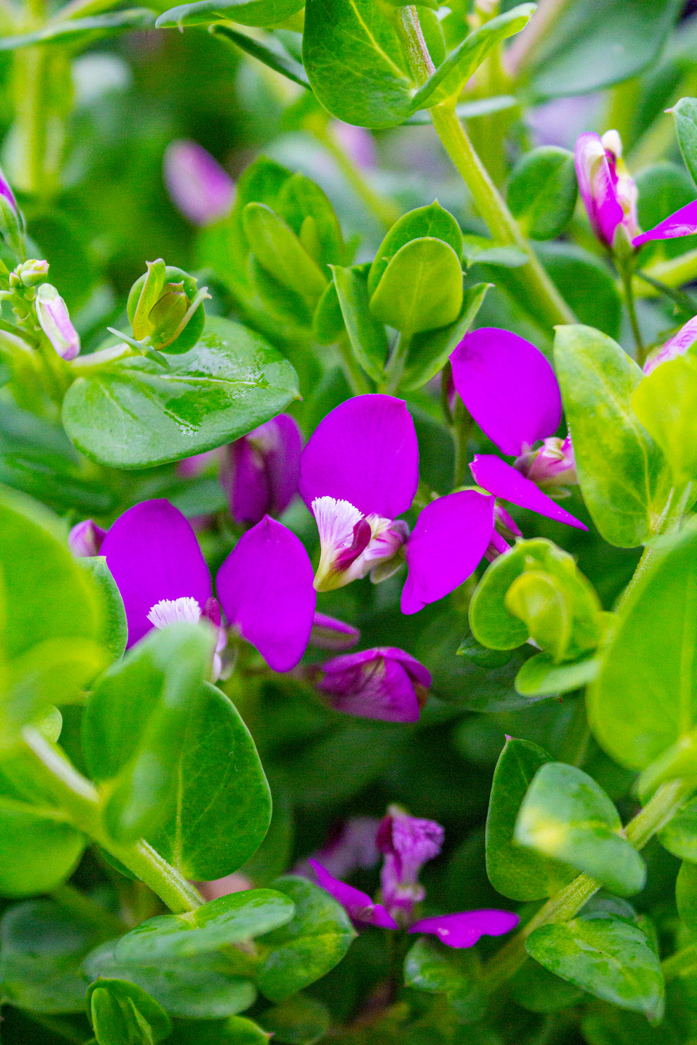 POLYGALA LITTLE BIBI 140MM Avalon Nursery