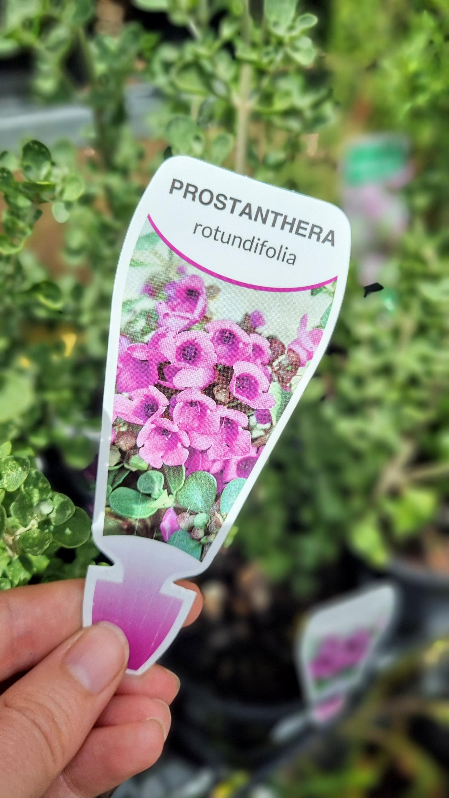 PROSTANTHERA ROTUNDIFOLIA 140MM