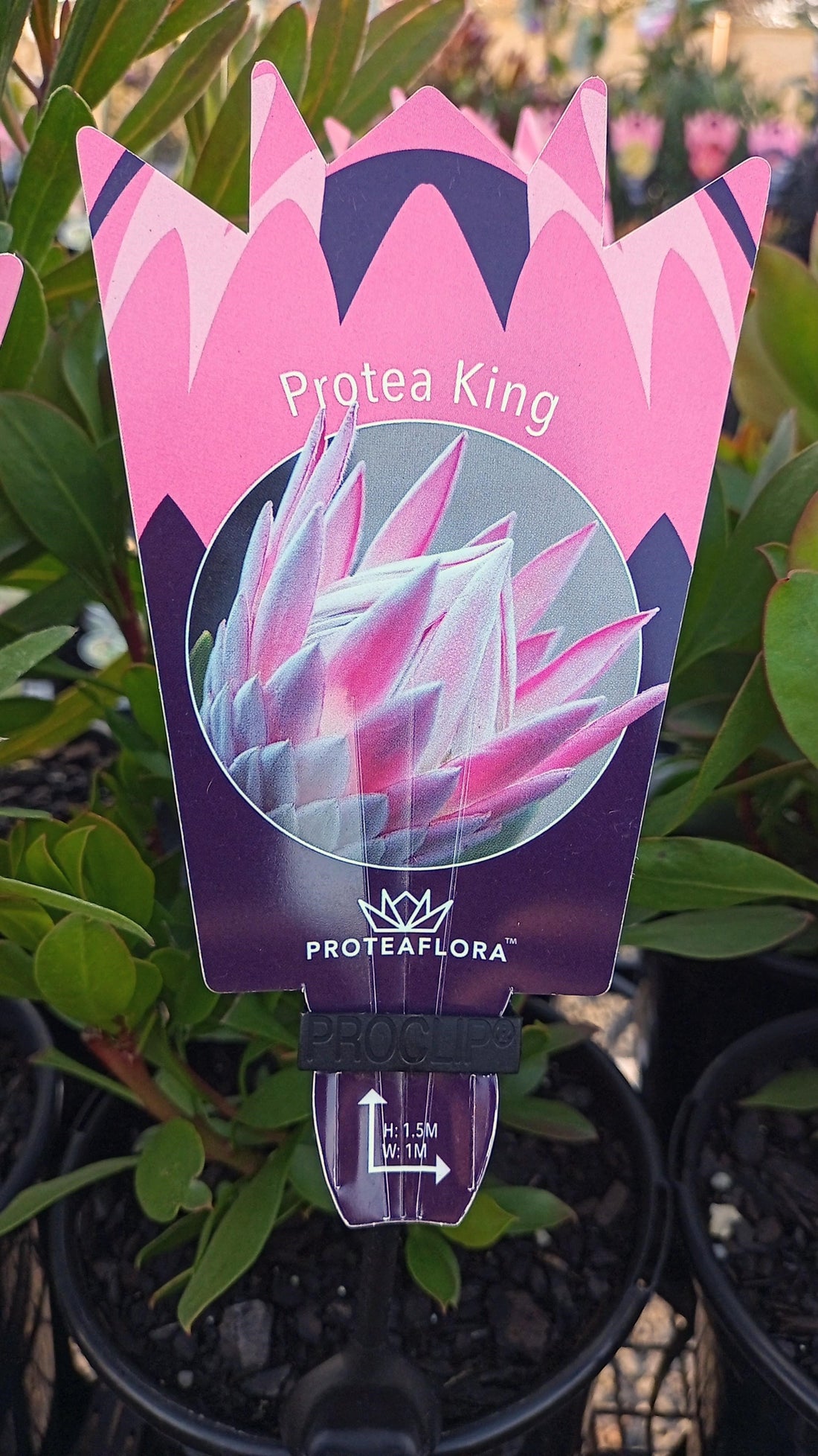 PROTEA KING PINK 140MM Avalon Nursery