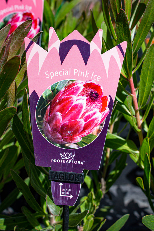 PROTEA SPECIAL PINK ICE 140MM