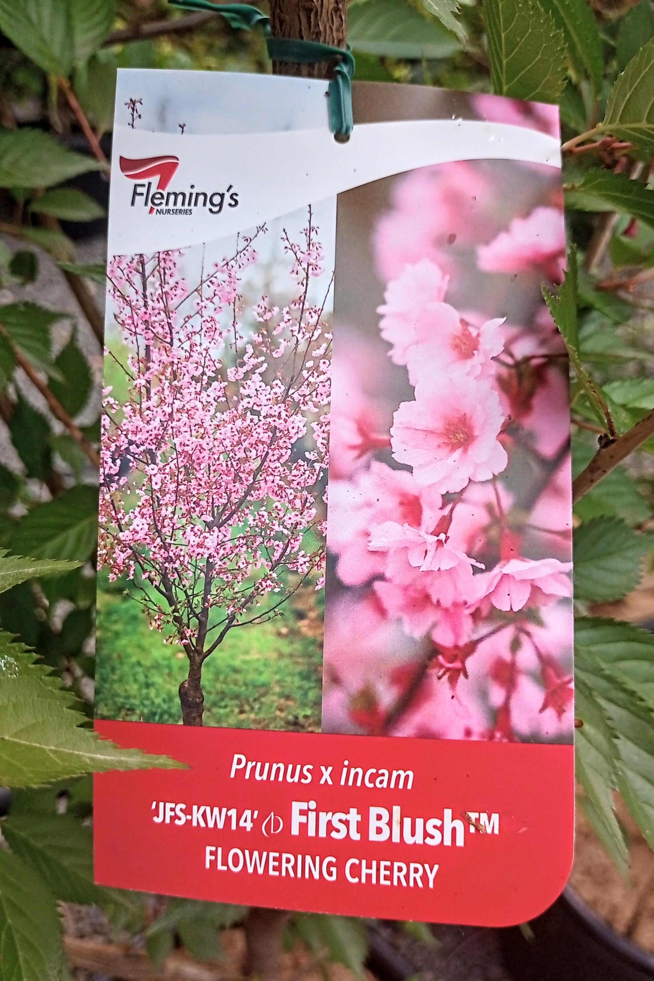 Avalon Nursery // Ornamental Trees – Page 3