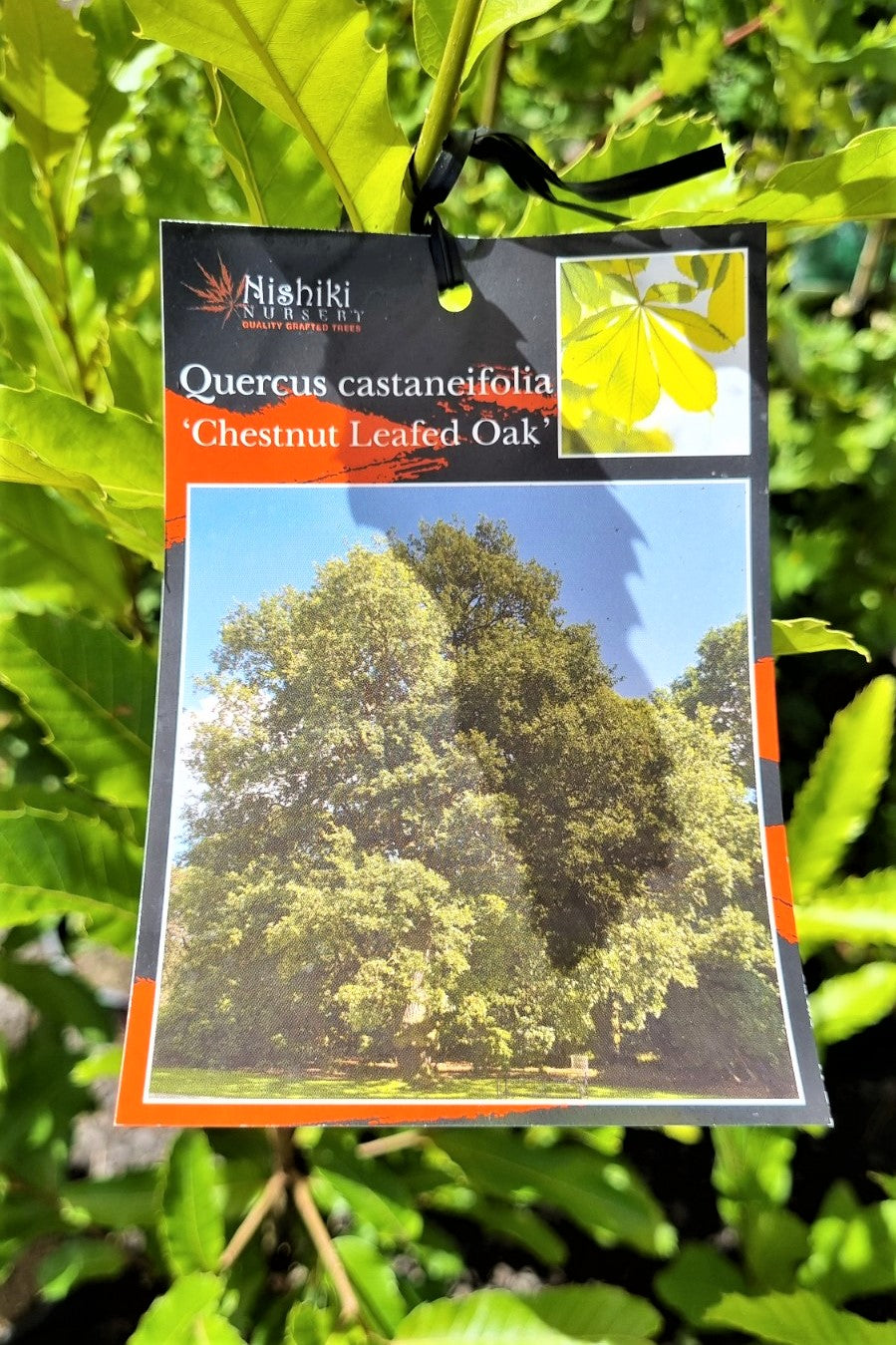 OAK QUERCUS CASTANEIFOLIA CHESTNUT LEAFED OAK 200MM