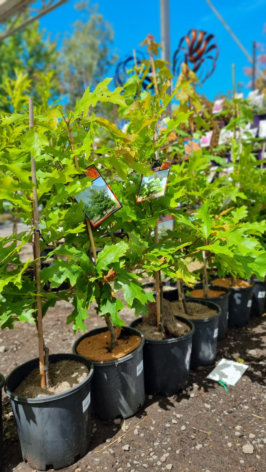 OAK QUERCUS COCCINEA SCARLET OAK 200MM