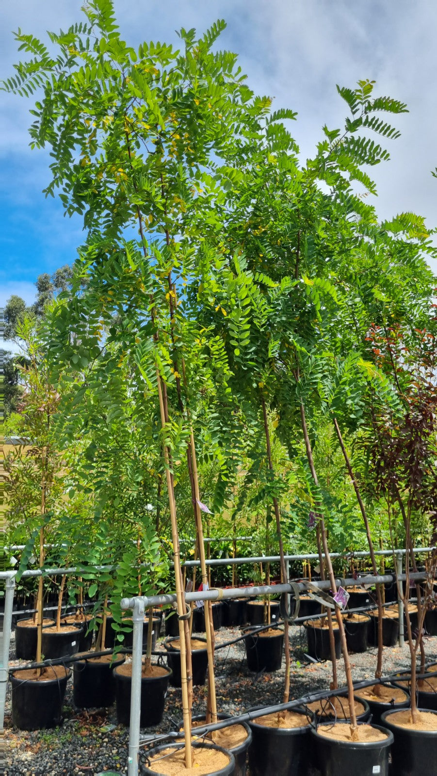 ROBINIA CASQUE ROUGE POTTED 400MM