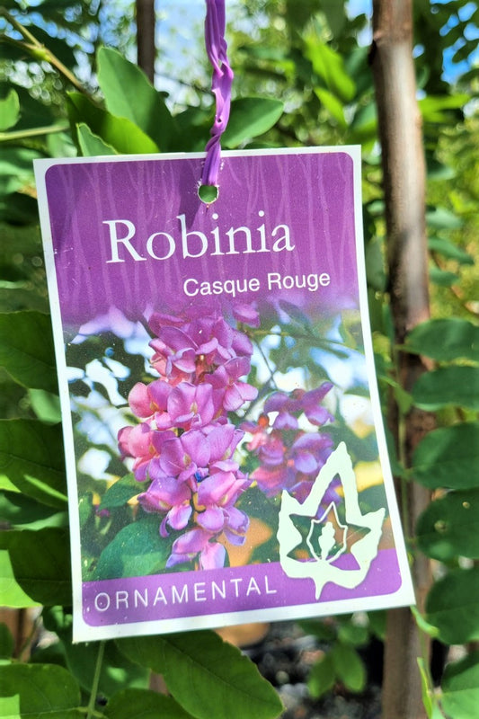 ROBINIA CASQUE ROUGE POTTED 400MM