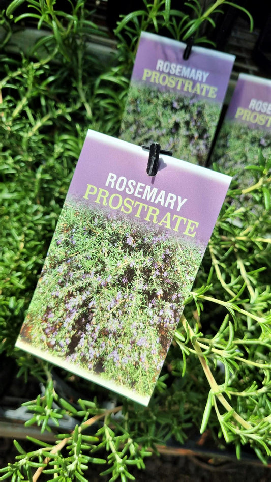 ROSEMARY PROSTRATE 140MM
