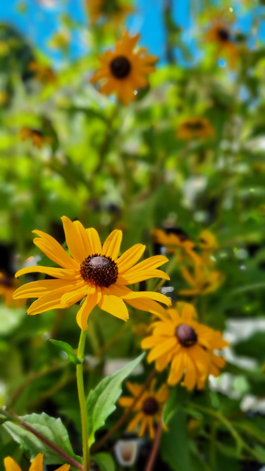 RUDBECKIA FULGIDA GOLDSTRUM 140MM