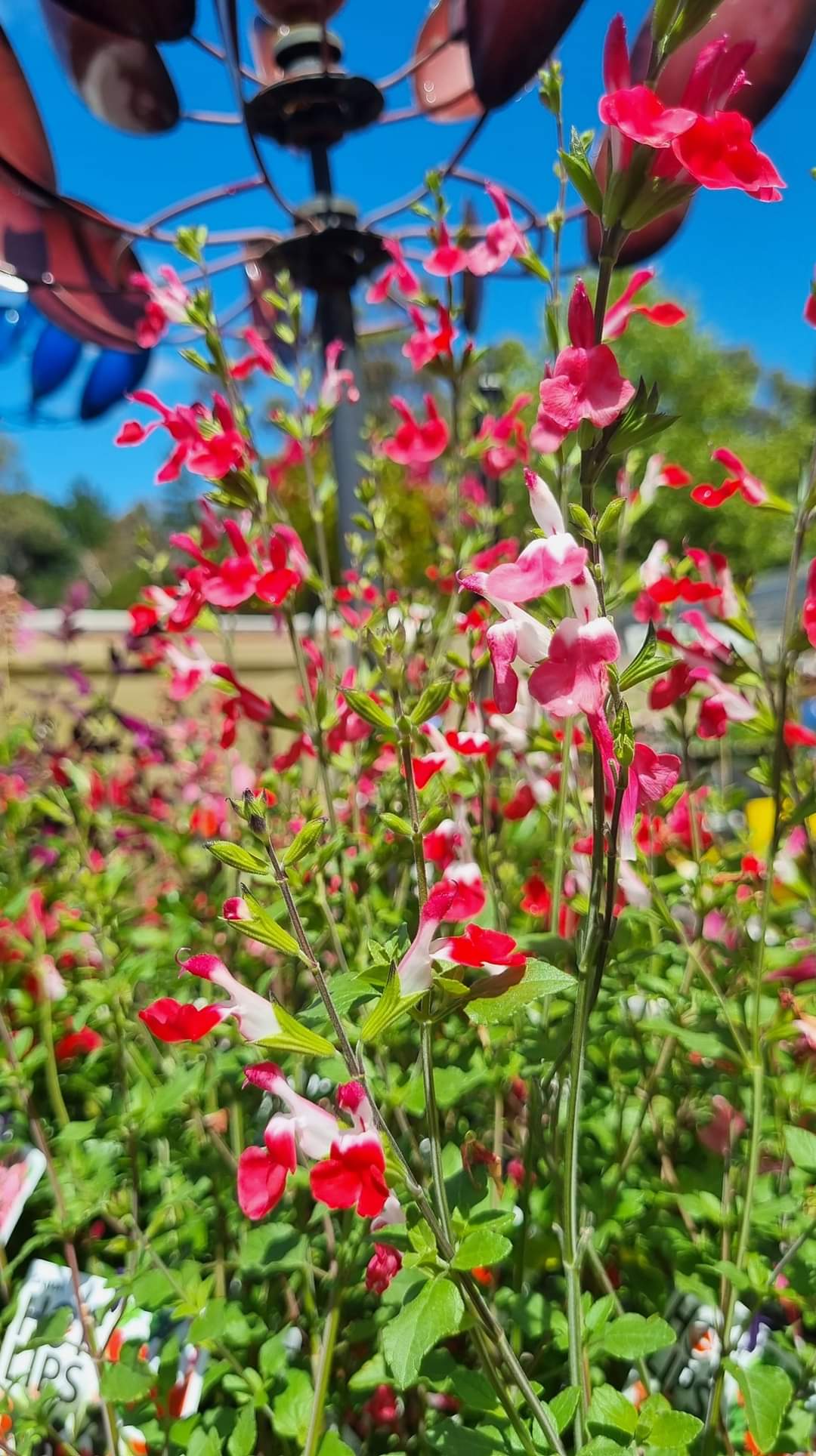 SALVIA HOT LIPS 140MM