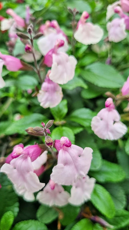 SALVIA SO COOL PINK 140MM