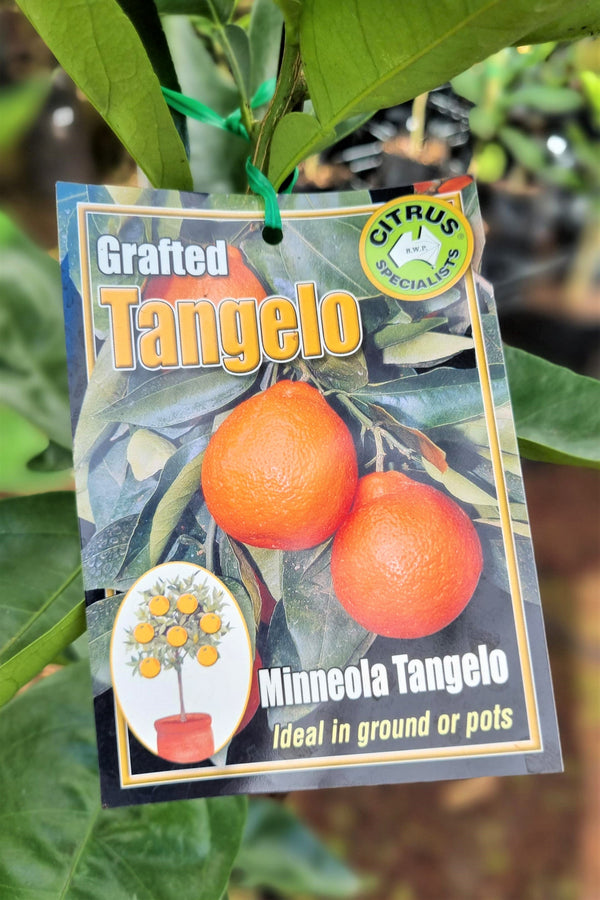 NEW SEASON CITRUS MINNEOLA TANGELO Avalon Nursery