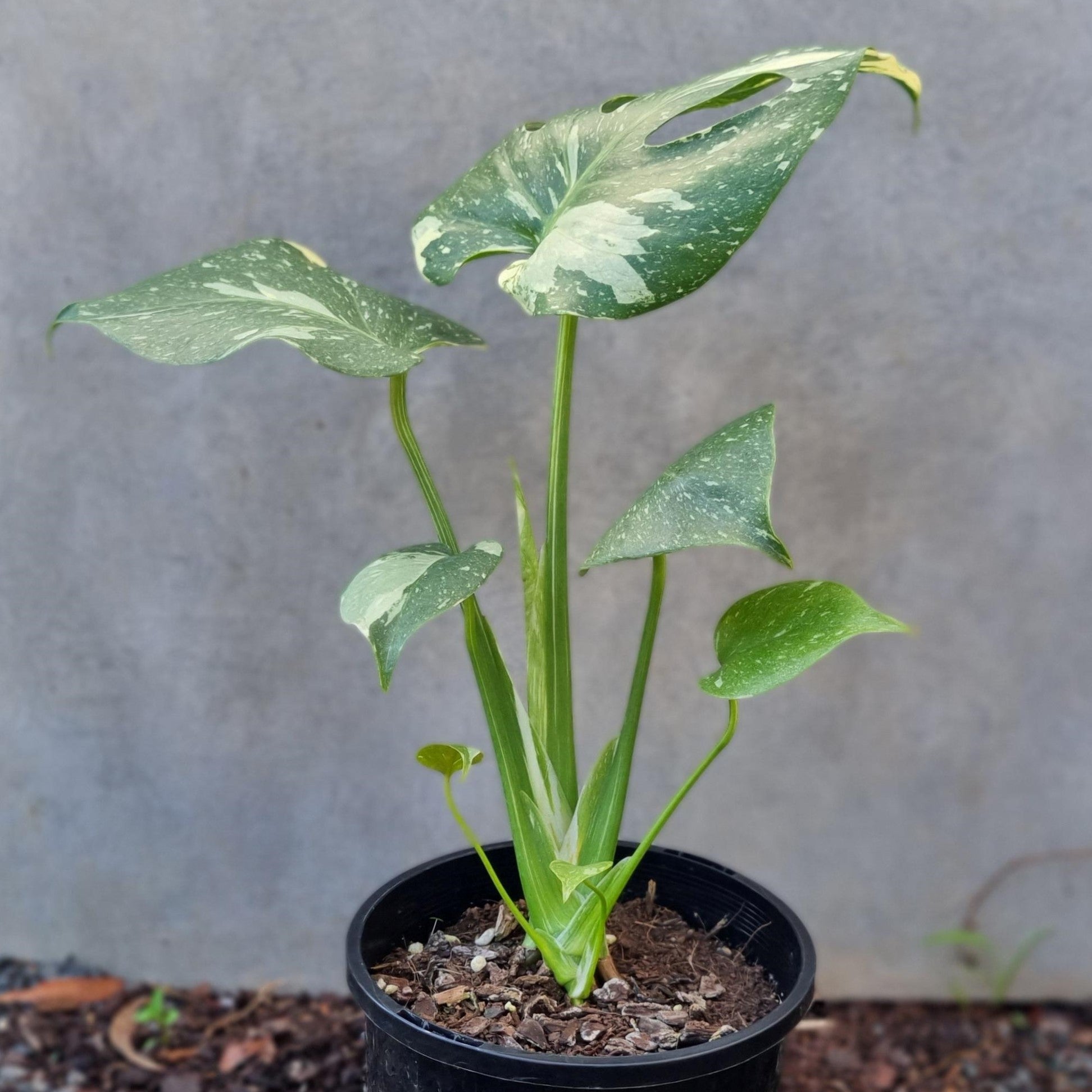 Avalon Nursery // Thai Constellation Monstera