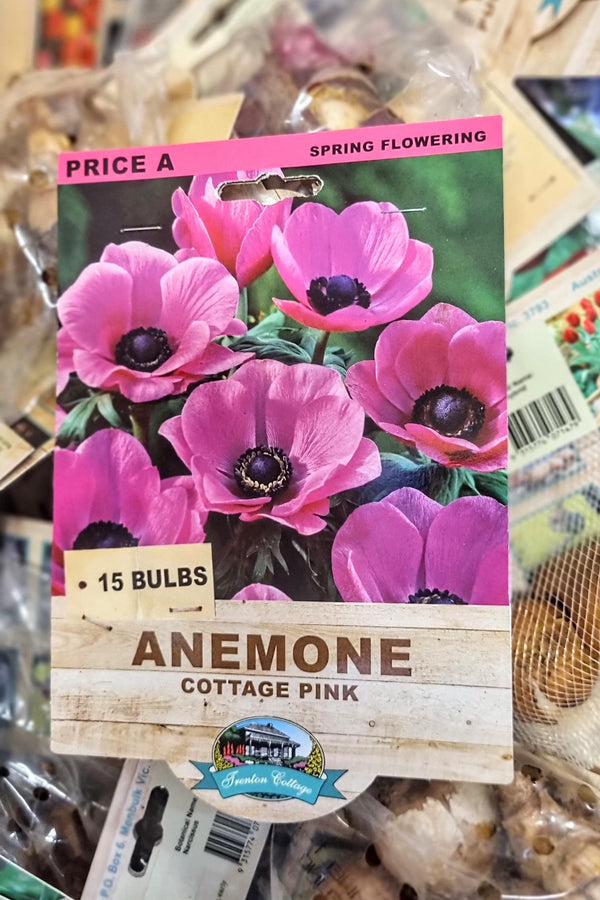 ANEMONE COTTAGE PINK PACK Avalon Nursery