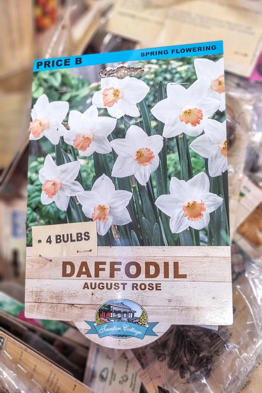 DAFFODIL AUGUST ROSE PACK