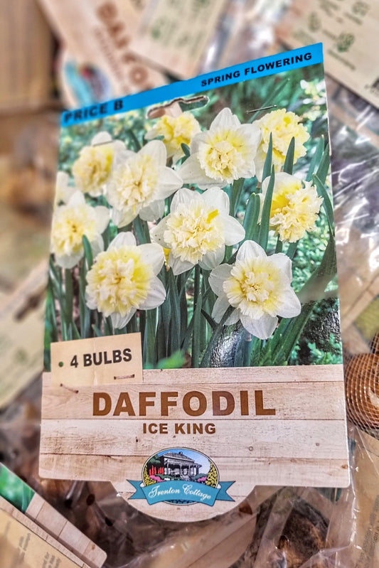 DAFFODIL ICE KING PACK