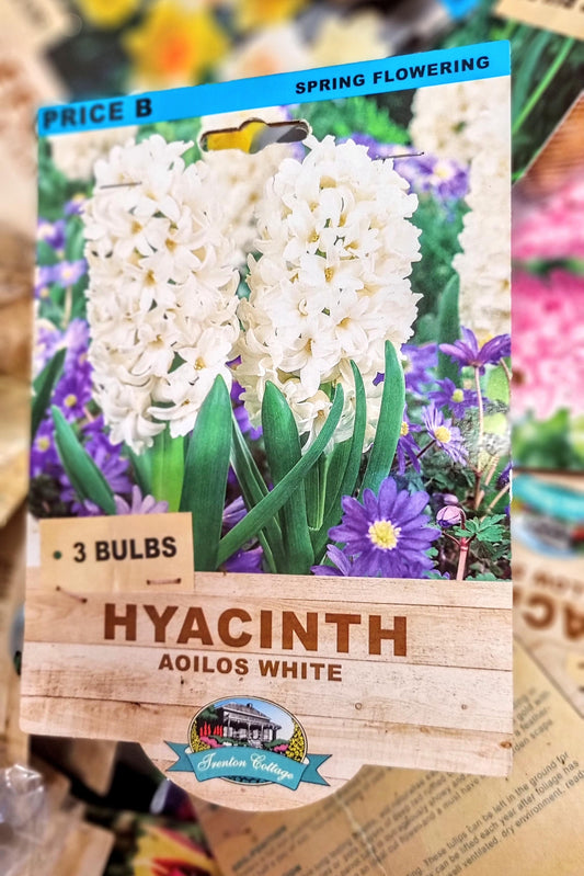 HYACINTH AOILOS WHITE PACK