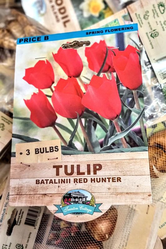 TULIP STRONG GOLD PACK