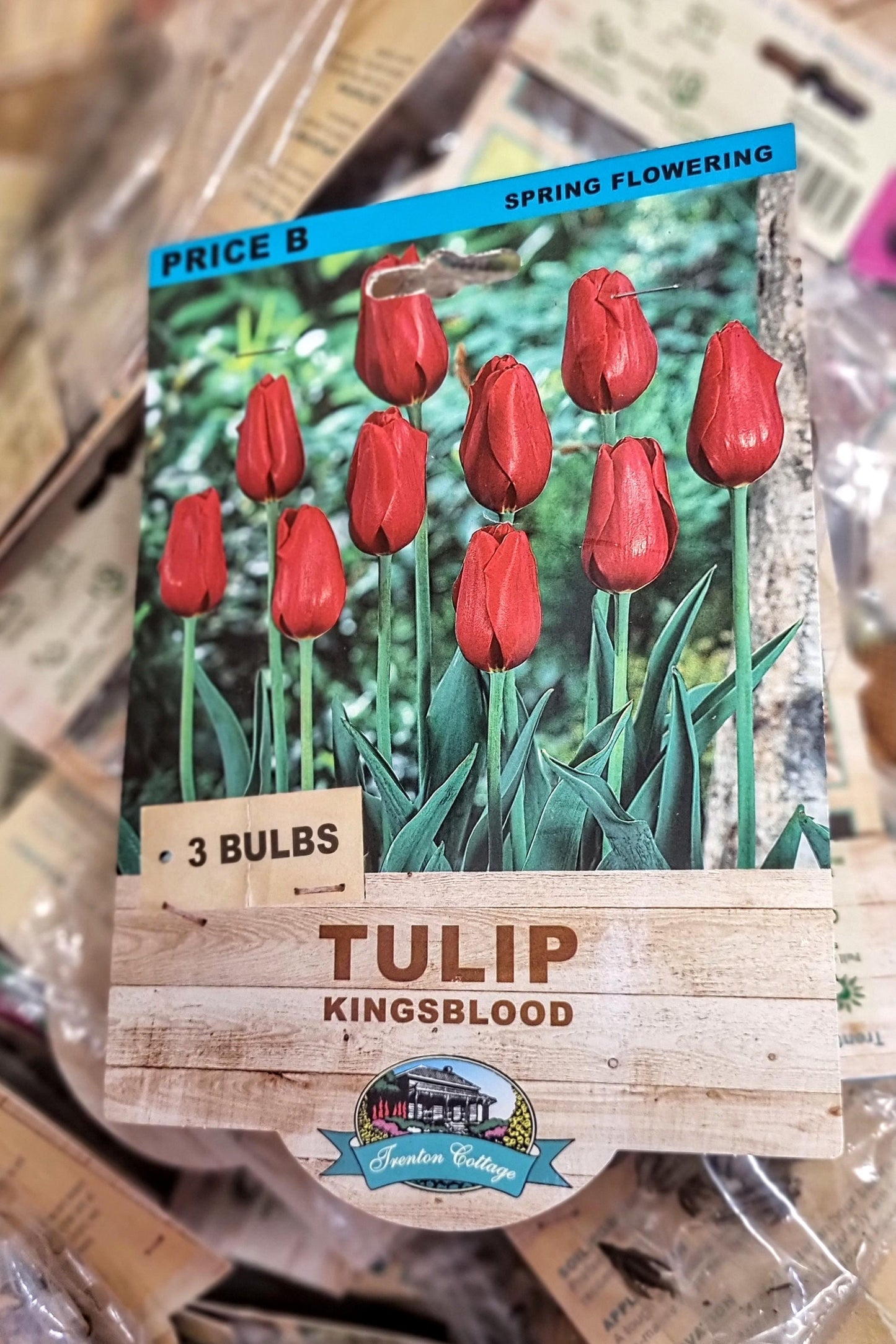 TULIP KINGSBLOOD PACK