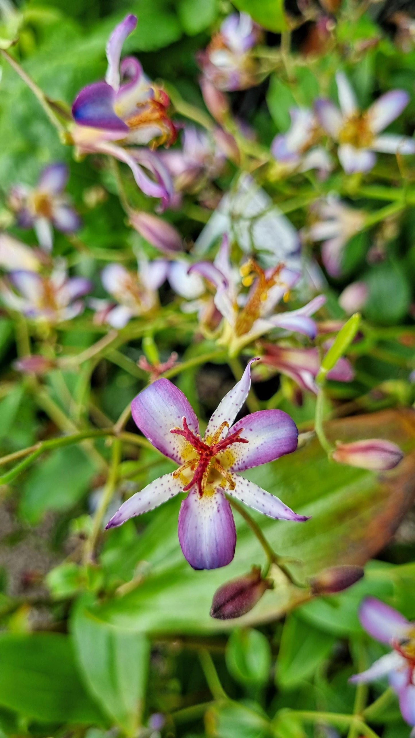 TRICYRTIS TAIPEI SILK 140MM