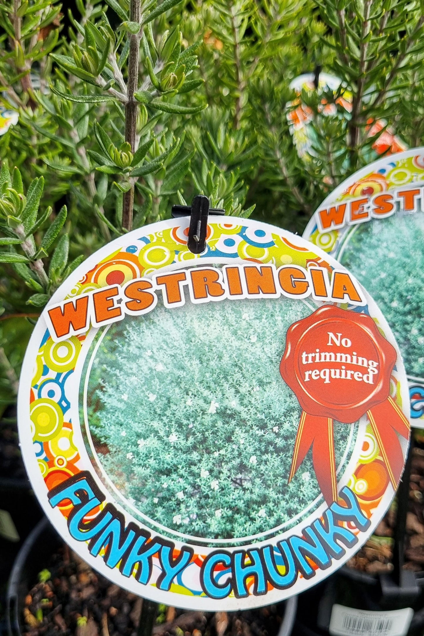 WESTRINGIA FUNKY CHUNKY 140MM