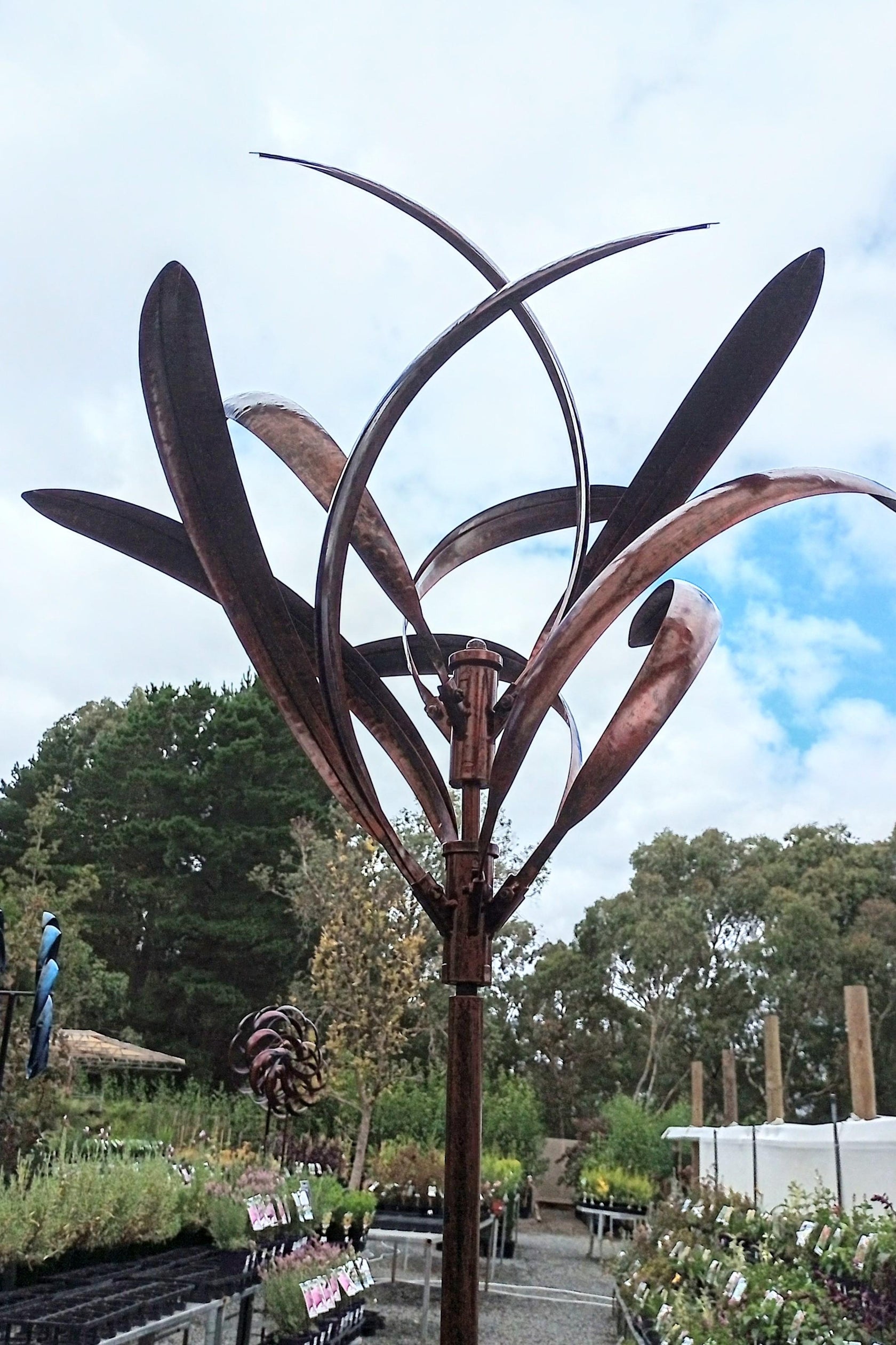 GREVILLEA WINDSPINNER BRONZE Avalon Nursery