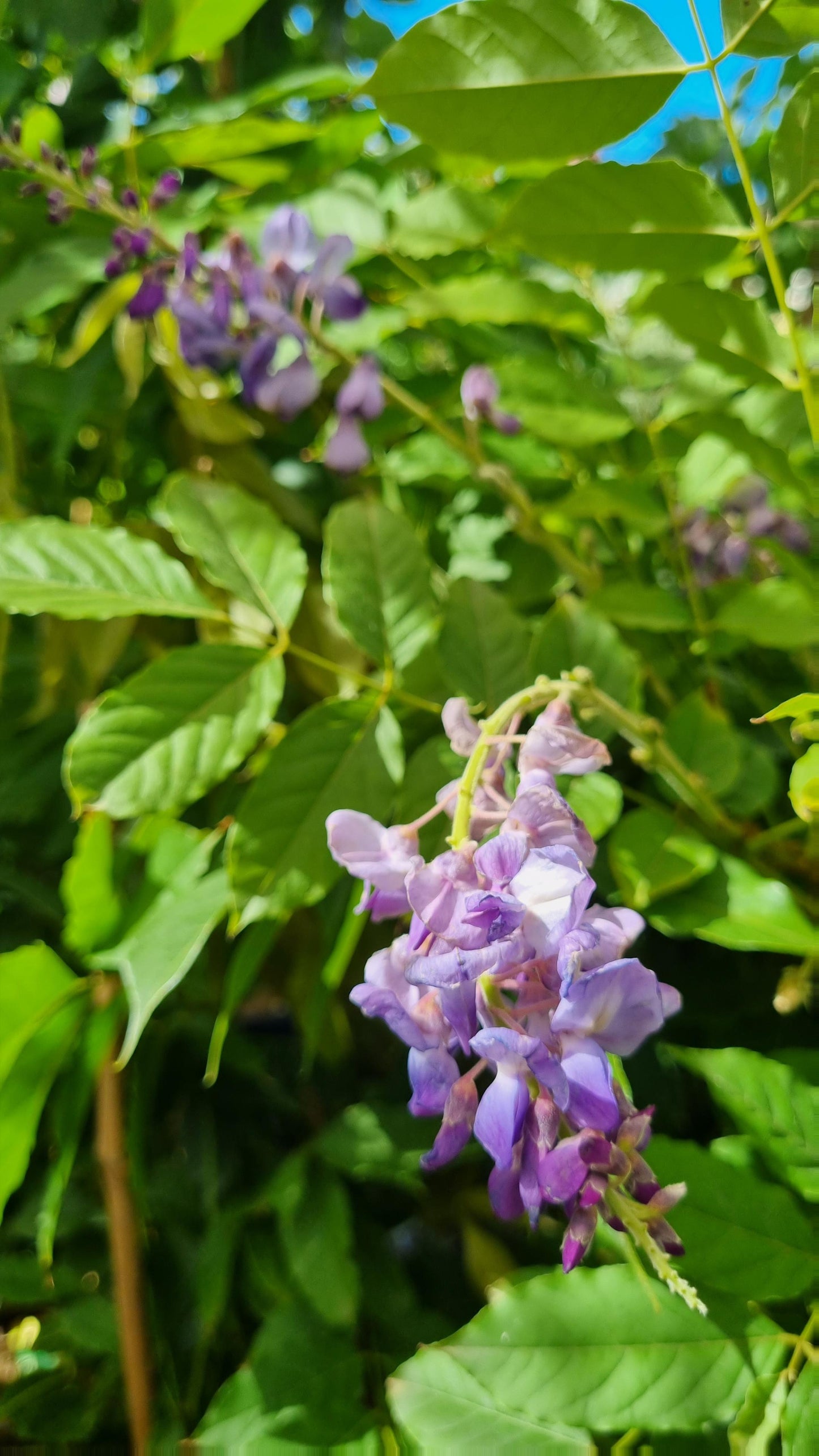 WISTERIA SINENSIS CHINESE WISTERIA 200MM