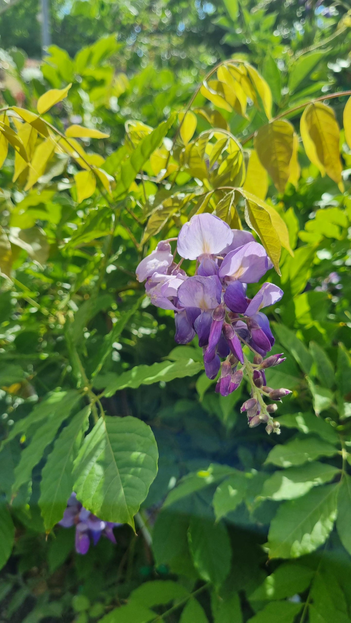 WISTERIA SINENSIS CHINESE WISTERIA 300MM