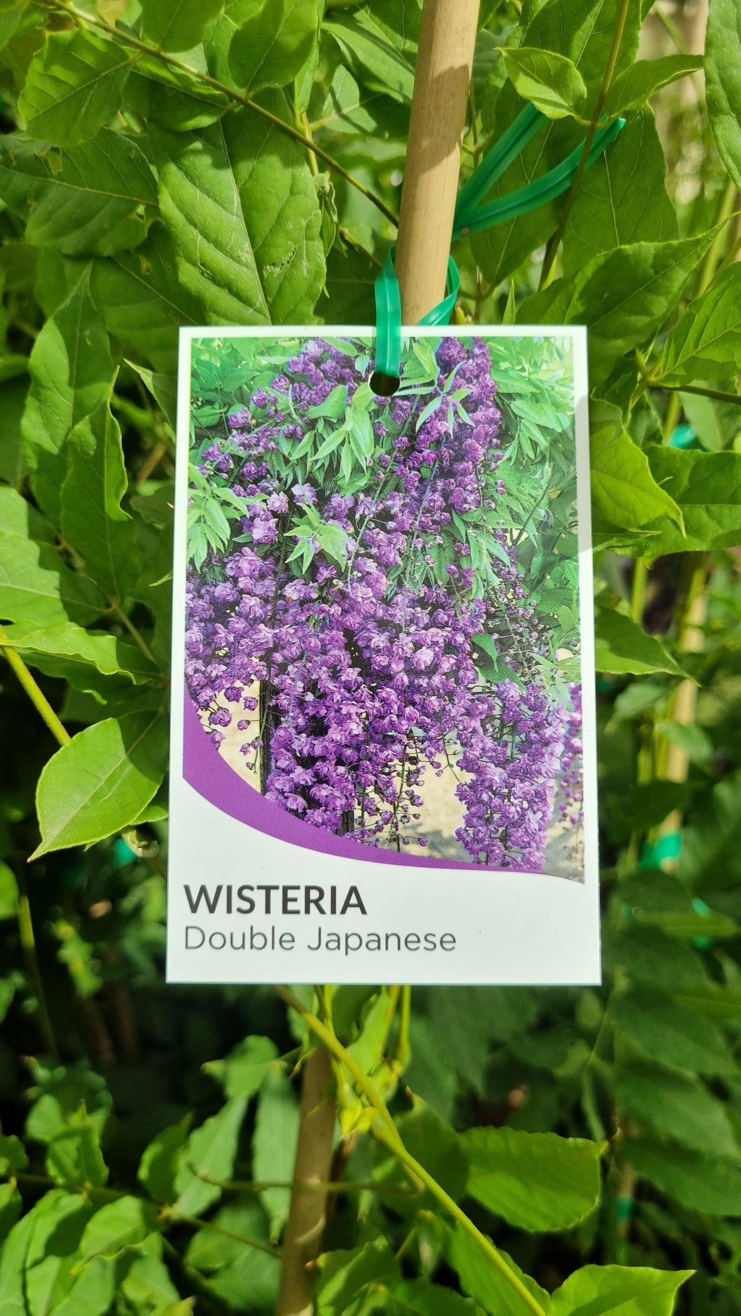 WISTERIA DOUBLE JAPANESE 200MM