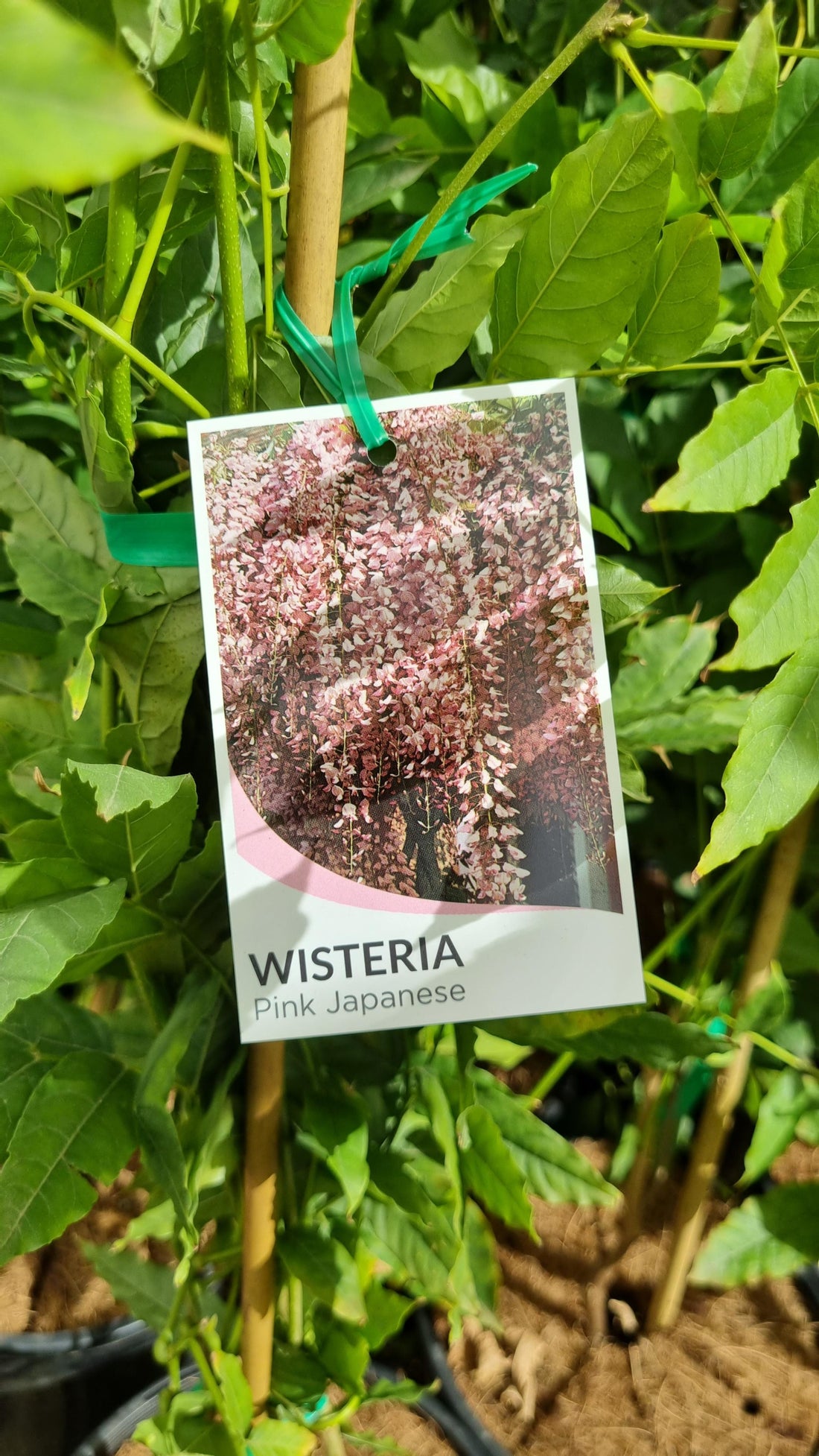 WISTERIA PINK ROSEA 200MM Avalon Nursery