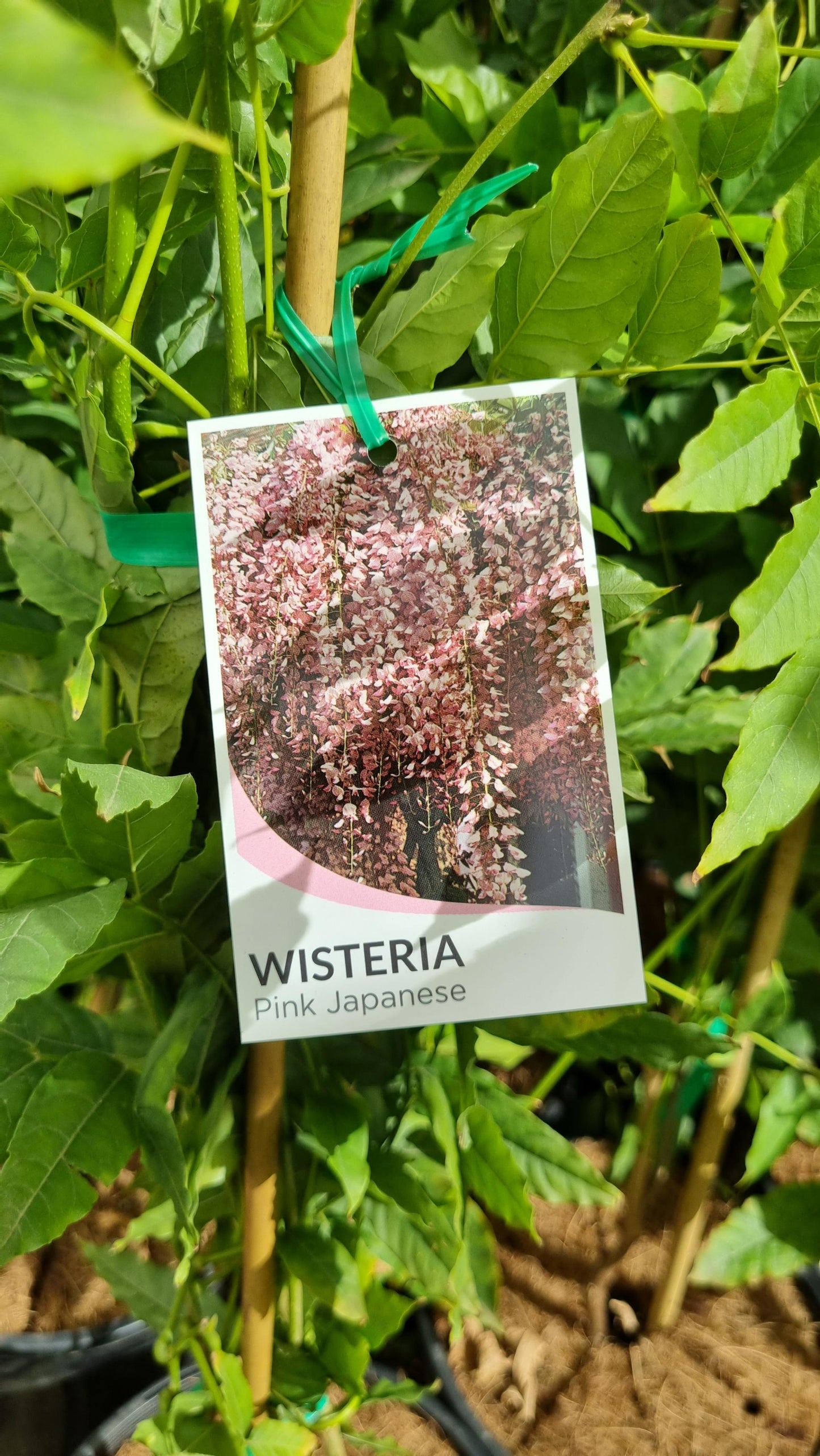 WISTERIA PINK ROSEA 200MM