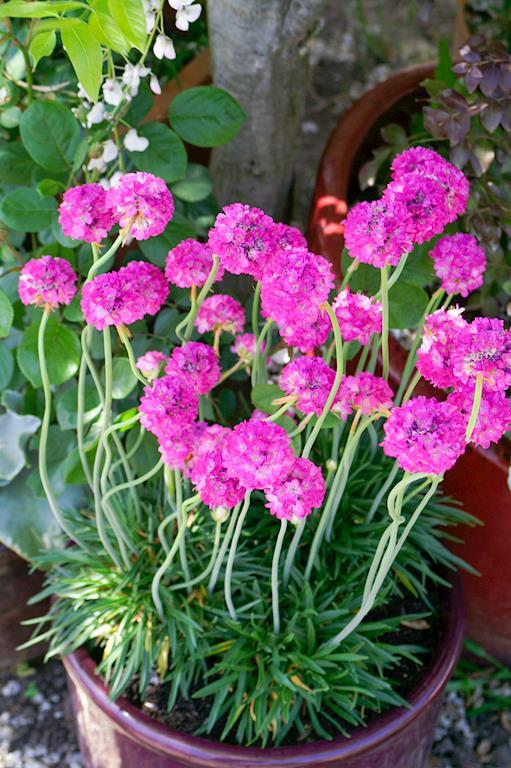 ARMERIA BEES RUBY 140MM – Avalon Nursery