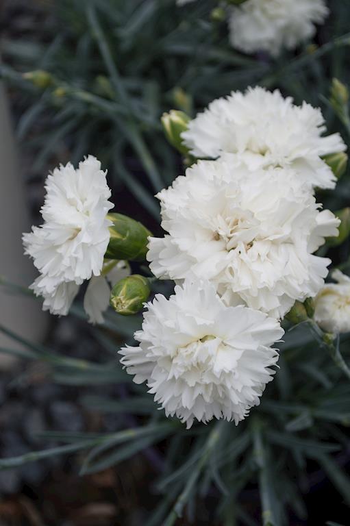 DIANTHUS MEMORIES 140MM